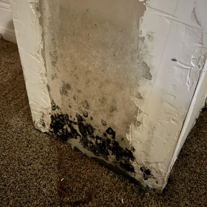 Professional Mold Removal in Red Oak, IA